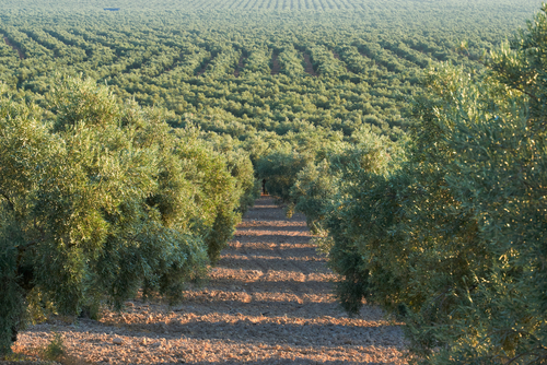 ¿Cuántas variedades de olivos hay en España?