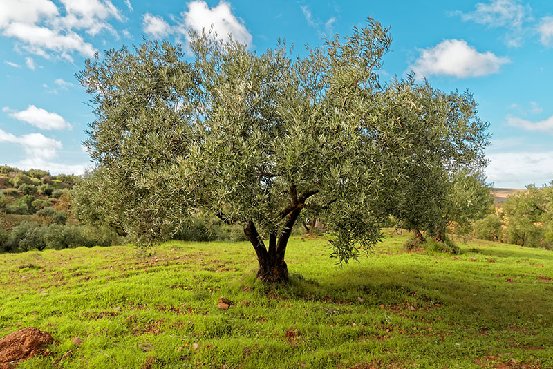 ¿Qué olivo es mejor para secano?