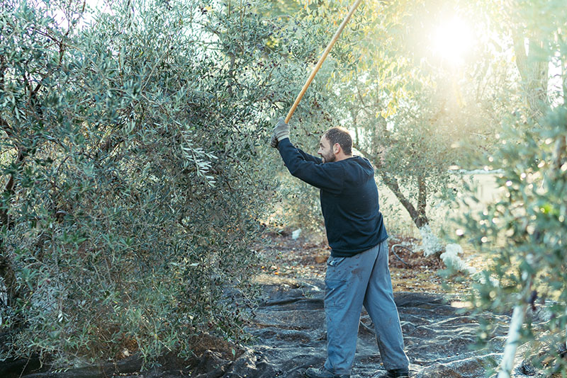 ¿Cuál es el país con más aceite de oliva del mundo?